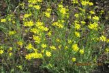 Senecio vernalis