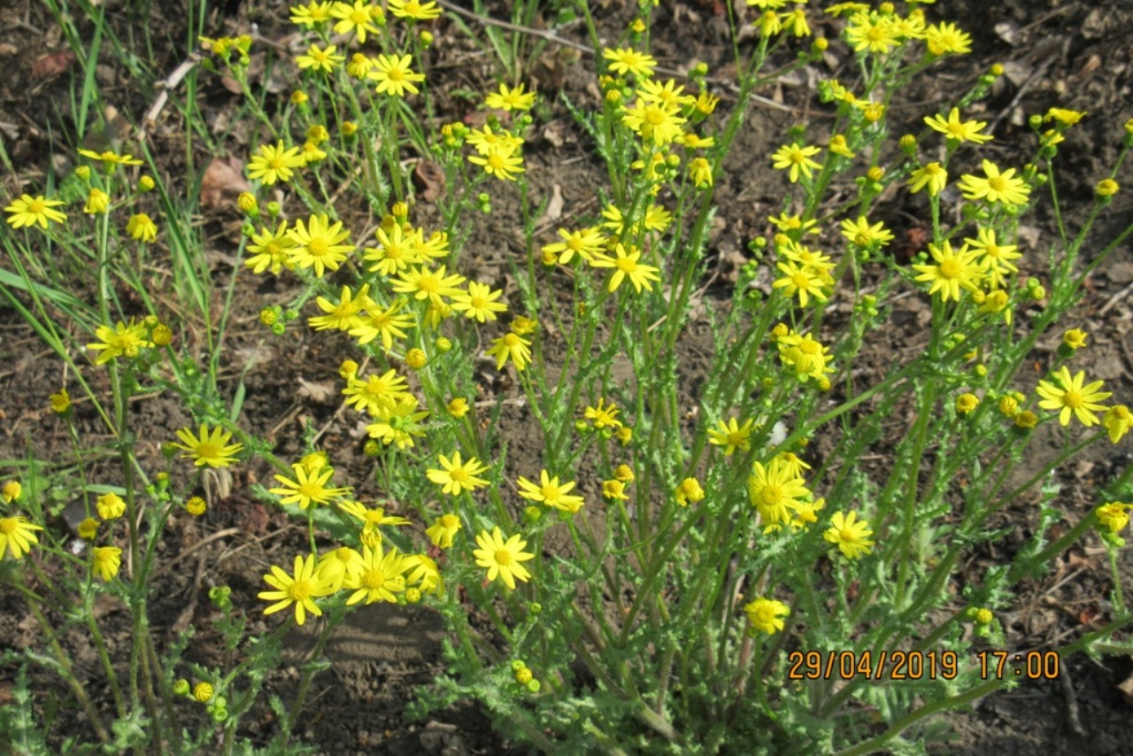 Изображение особи Senecio vernalis.