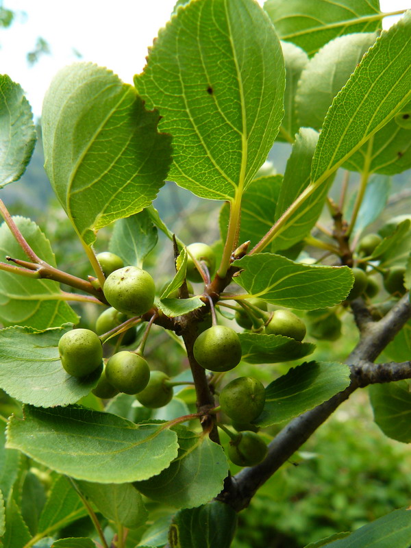 Изображение особи Rhamnus cathartica.