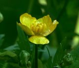 Ranunculus repens. Цветок. Московская обл., Раменский р-н, окр. ж.-д. платформы Хрипань, дача. 28.05.2019.