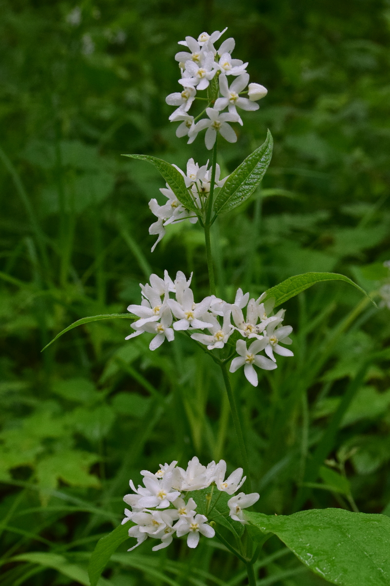 Изображение особи Vincetoxicum ascyrifolium.