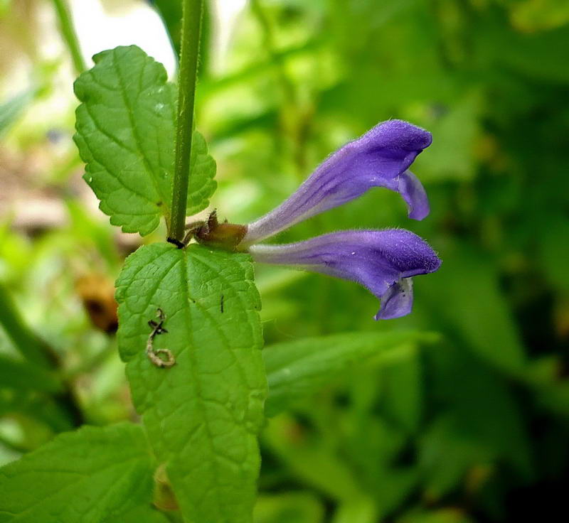 Image of Scutellaria galericulata specimen.