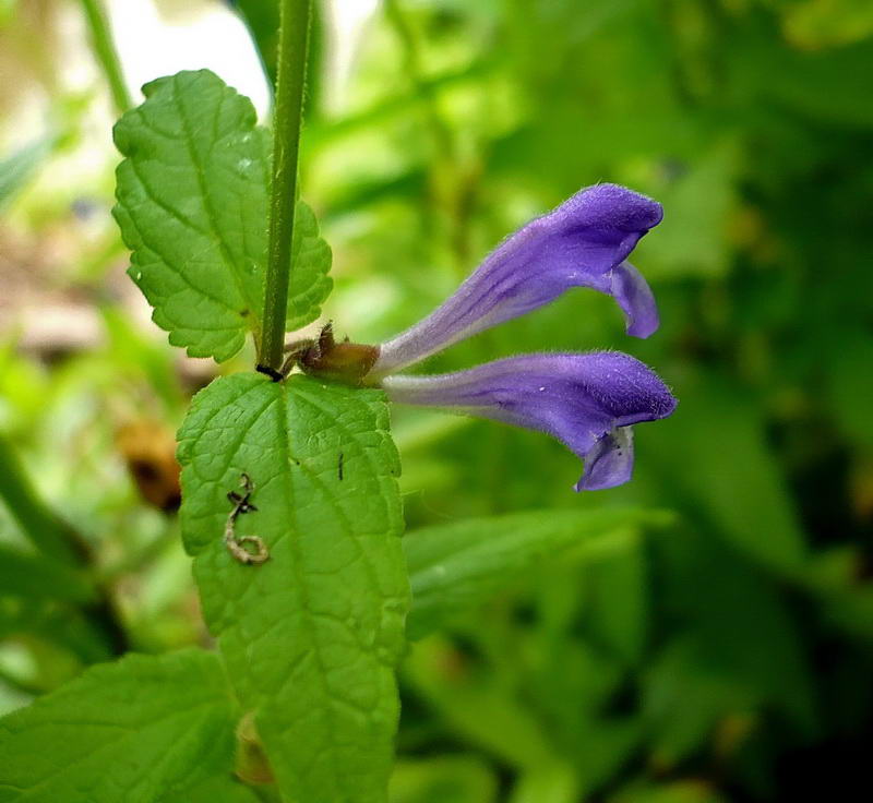 Изображение особи Scutellaria galericulata.