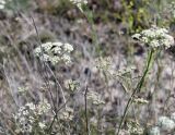 Pimpinella tragium. Верхушки побегов с соцветиями, кормящимися жуками, личинкой насекомого и богомолом. Волгоградская обл., Иловлинский р-н, природный парк \"Донской\"; правобережье р. Дон, меловая гора. 22.06.2019.