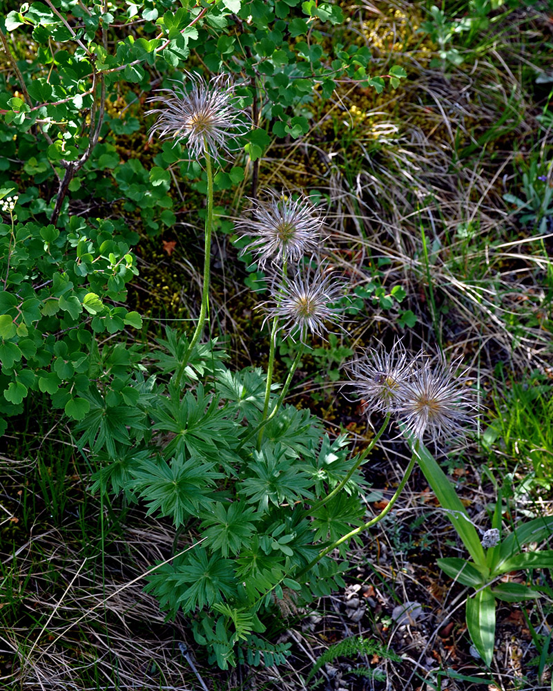 Image of Pulsatilla multifida specimen.