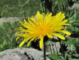 genus Taraxacum. Соцветие. Кабардино-Балкария, Эльбрусский р-н, долина р. Каяртысу, ок. 2200 м н.у.м., субальпийский луг. 02.07.2019.