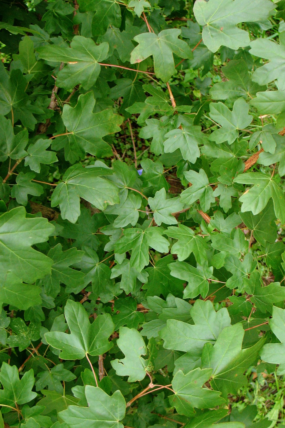 Image of Acer campestre specimen.