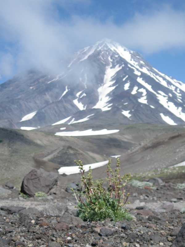 Image of Artemisia furcata specimen.