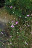 Althaea cannabina