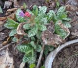 Pulmonaria officinalis