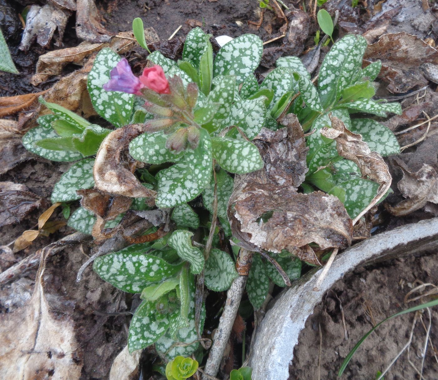 Изображение особи Pulmonaria officinalis.