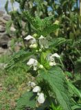 Lamium album