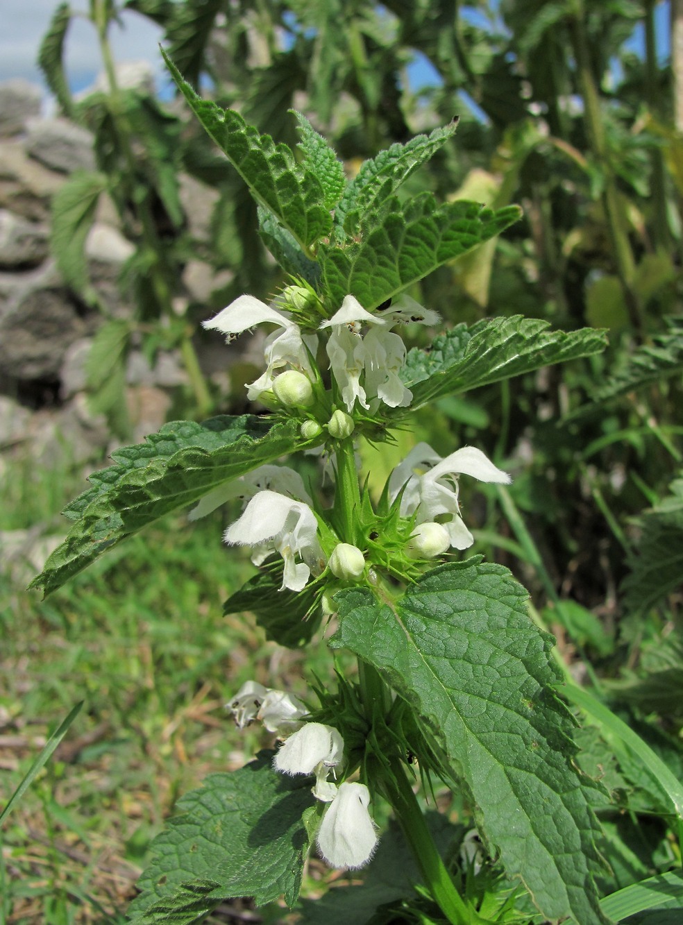 Image of Lamium album specimen.