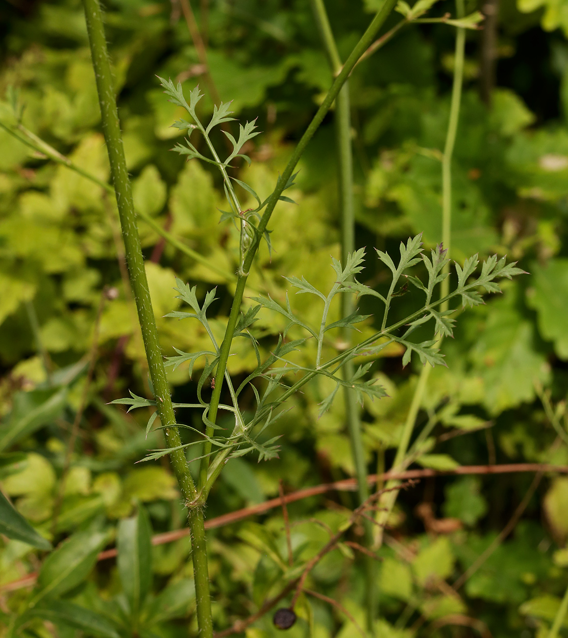 Изображение особи Daucus carota.