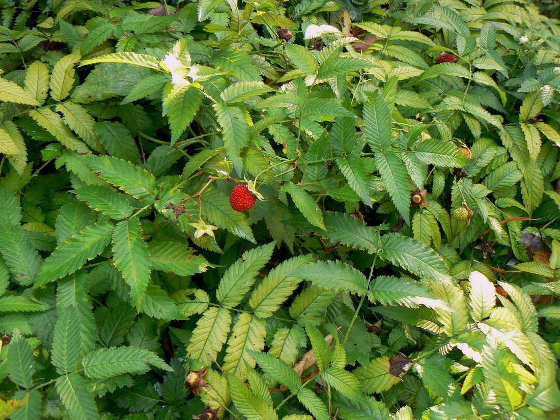 Image of Rubus illecebrosus specimen.