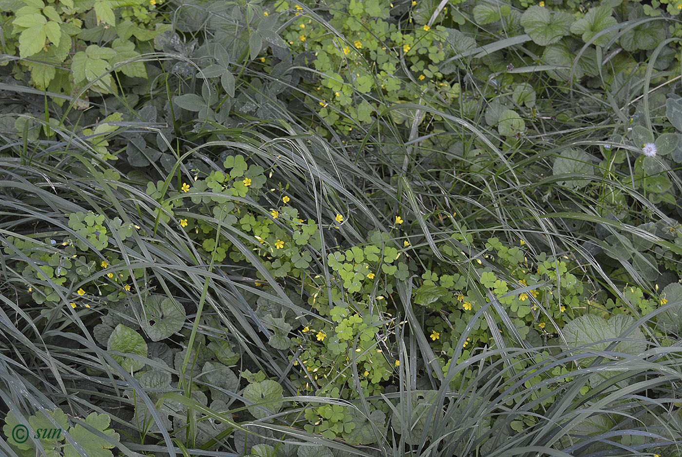 Image of Oxalis corniculata specimen.