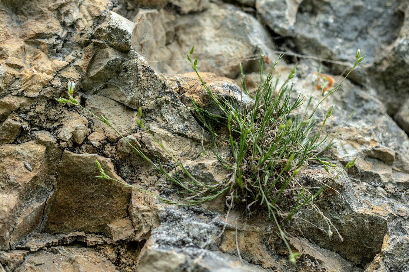 Image of Minuartia buschiana specimen.