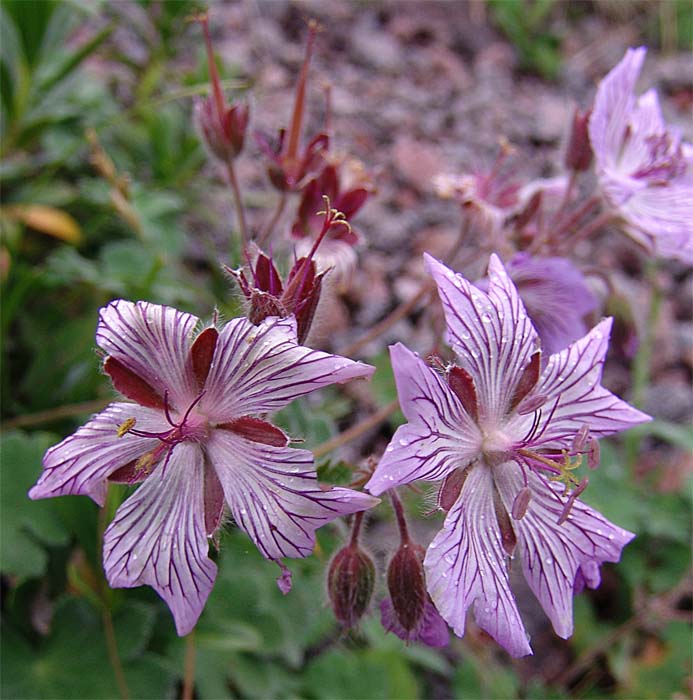 Изображение особи Geranium renardii.