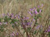 Astragalus suffruticosus