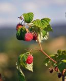 Rubus idaeus. Верхушка побега с плодами. Сербия, горный массив Златибор, окр. дер. Кремна, в культуре. 11.07.2019.