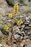 Phlomoides goloskokovii