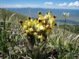 Pedicularis oederi. Цветущее растение; справа - цветущая Lloydia serotina. Восточный Казахстан, Южный Алтай, хр. Сарымсакты, пер. Бурхат, ≈ 2200 м н.у.м., дриадовая тундра на пологом склоне вост. экспозиции. 22 июня 2019 г.