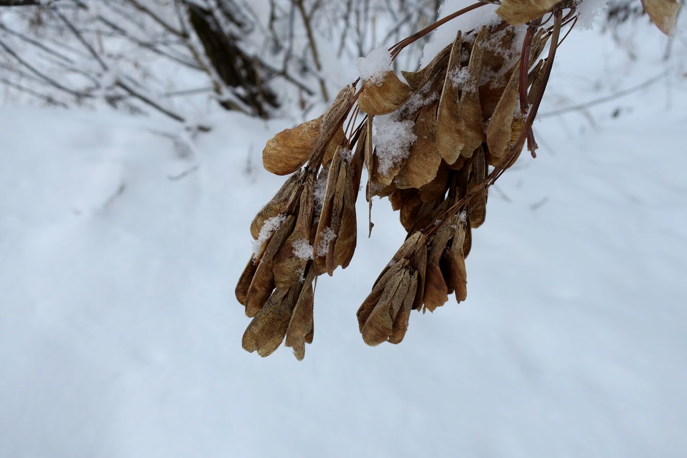 Image of Acer negundo specimen.