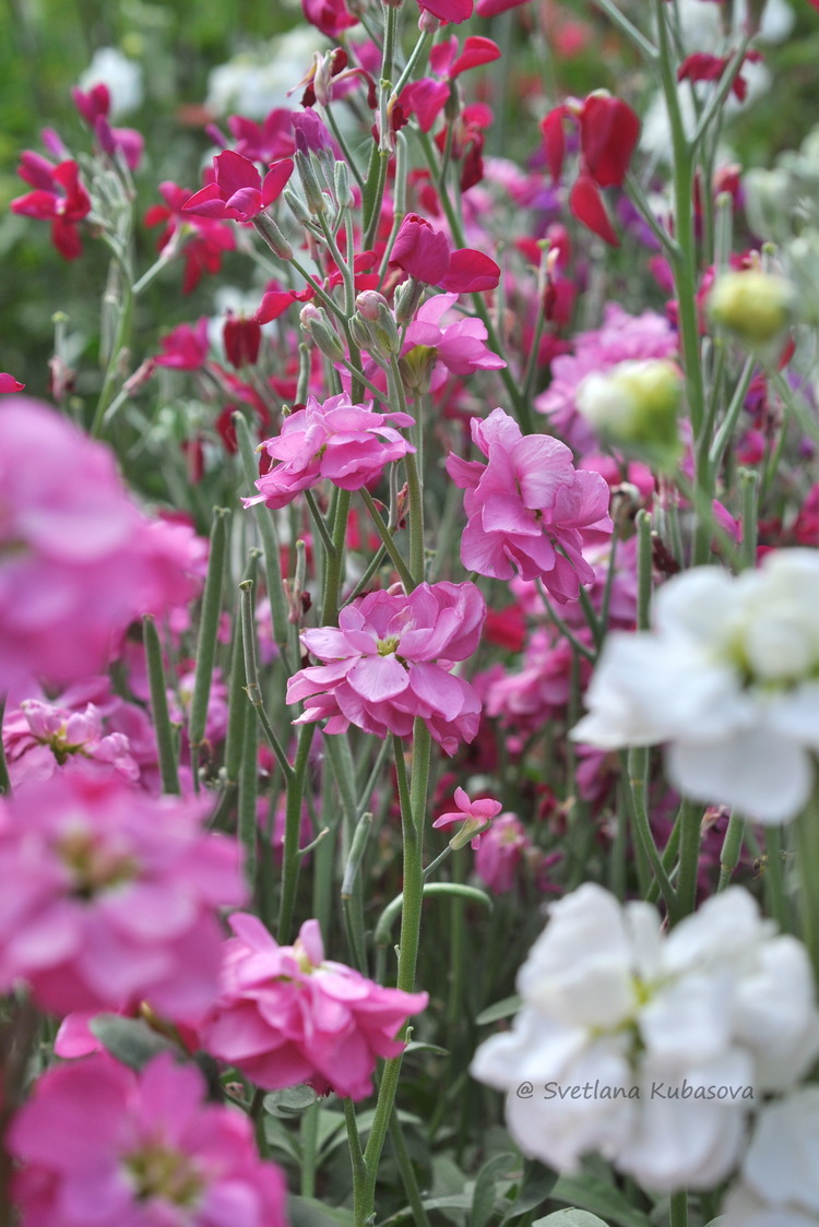 Изображение особи Matthiola incana.