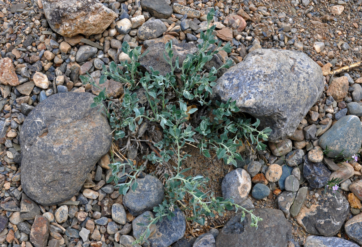 Image of Chenopodium frutescens specimen.