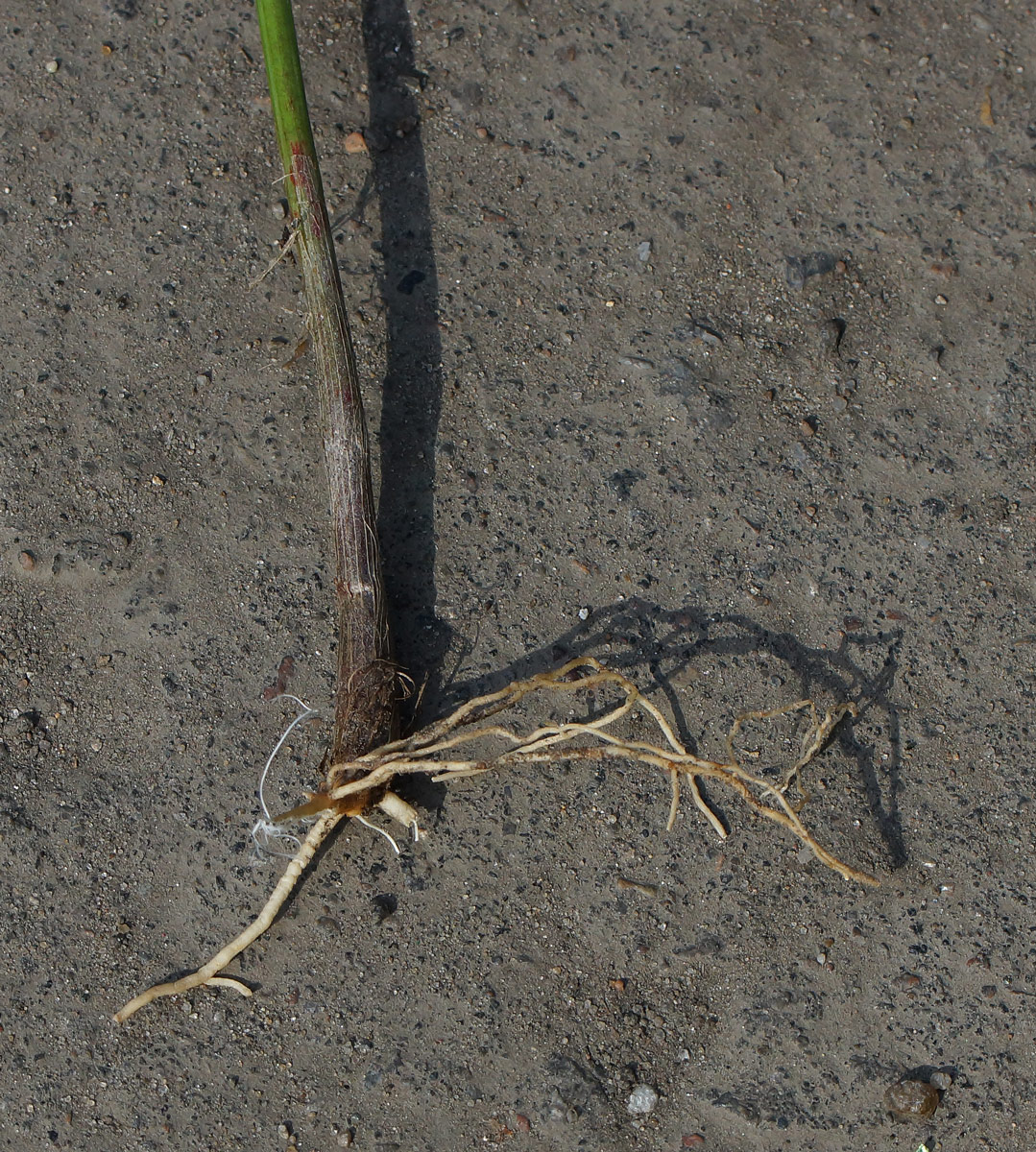 Image of Convallaria majalis specimen.