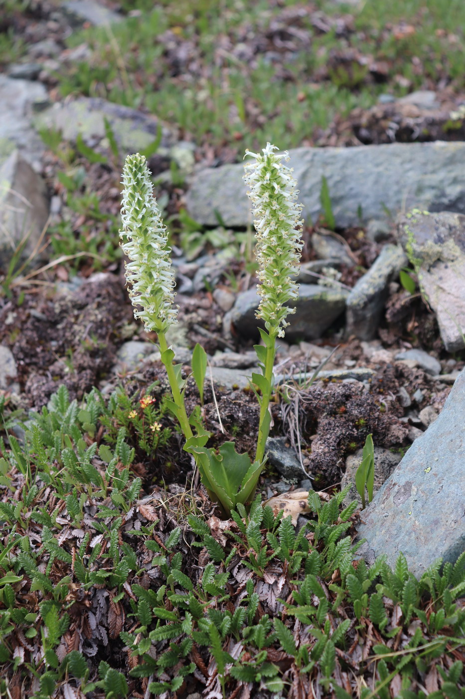 Image of Lagotis integrifolia specimen.