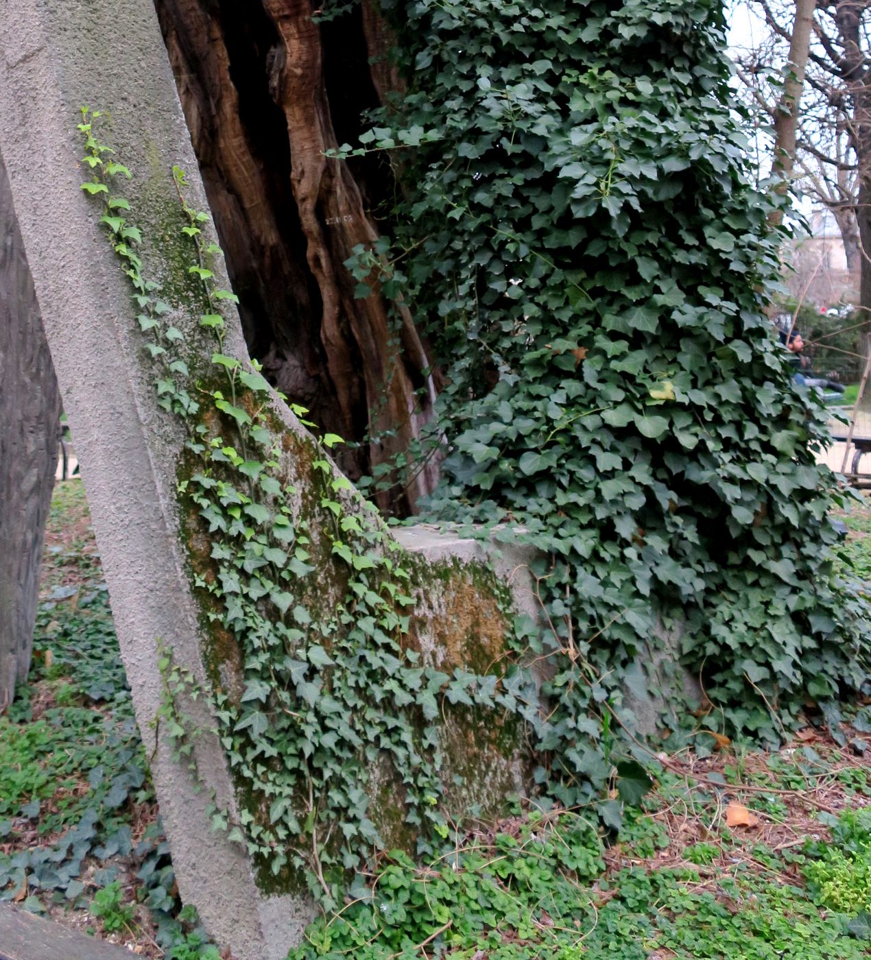 Image of Hedera helix specimen.