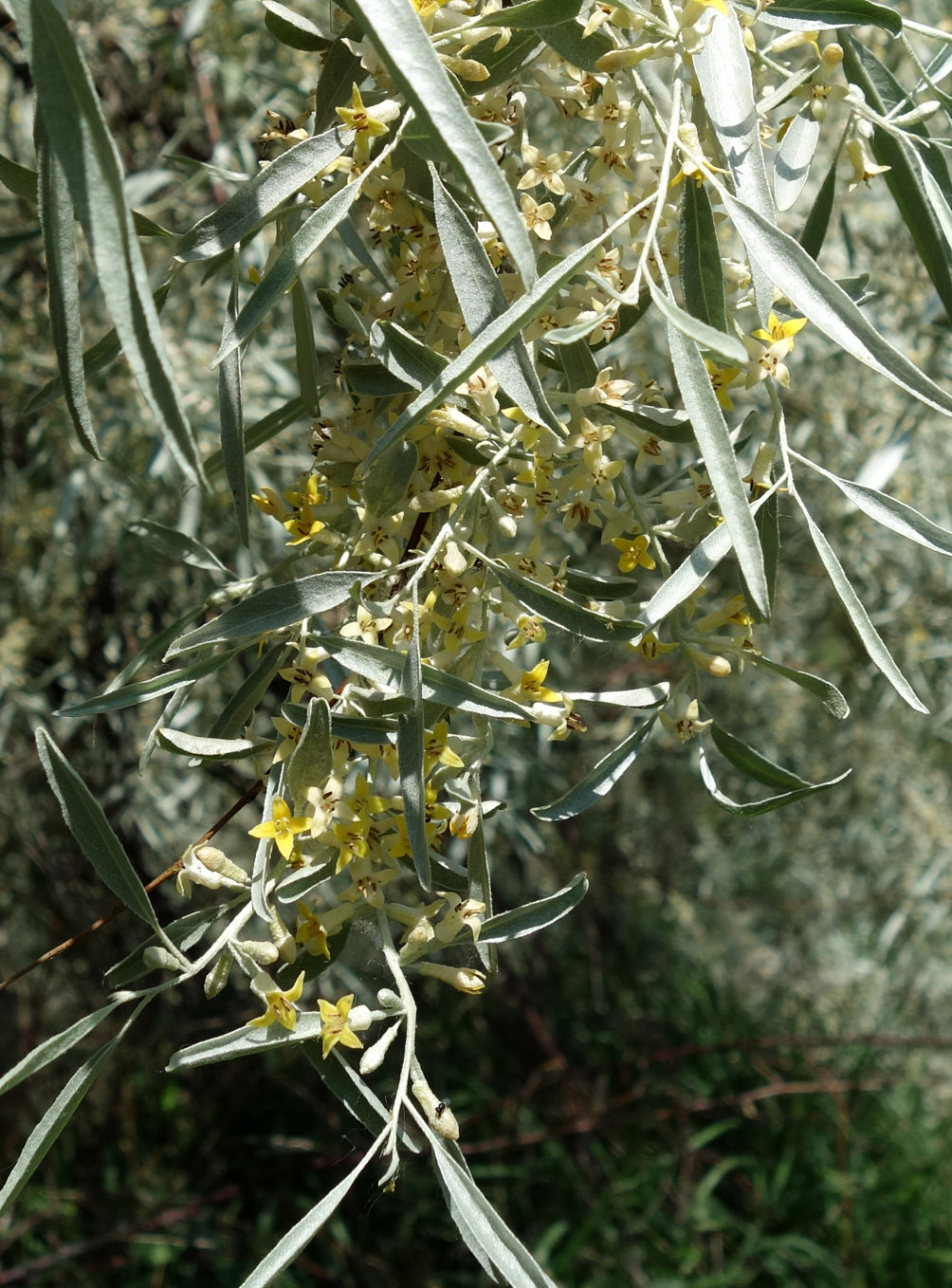 Image of Elaeagnus angustifolia specimen.