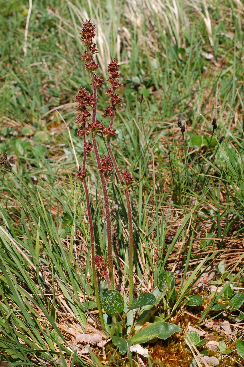 Image of Micranthes hieraciifolia specimen.