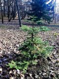 Abies procera