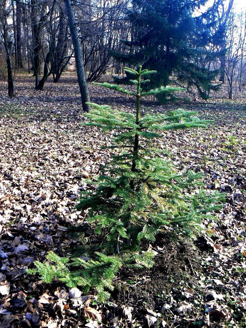 Image of Abies procera specimen.