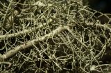 Usnea florida