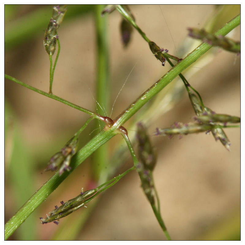 Изображение особи Eragrostis amurensis.