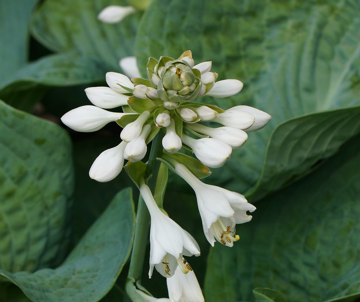 Изображение особи Hosta sieboldiana.