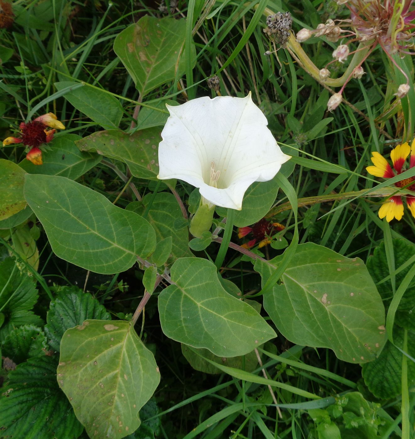 Image of Datura innoxia specimen.