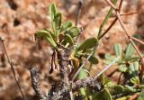 род Limonium. Часть ветви (видна абаксиальная сторона листьев). Испания, автономное сообщество Каталония, провинция Жирона, комарка Баш-Эмпорда, муниципалитет Бегур, бухта Aiguablava, обнажения лейкогранита на абразионной береговой террасе. 25.09.2019.