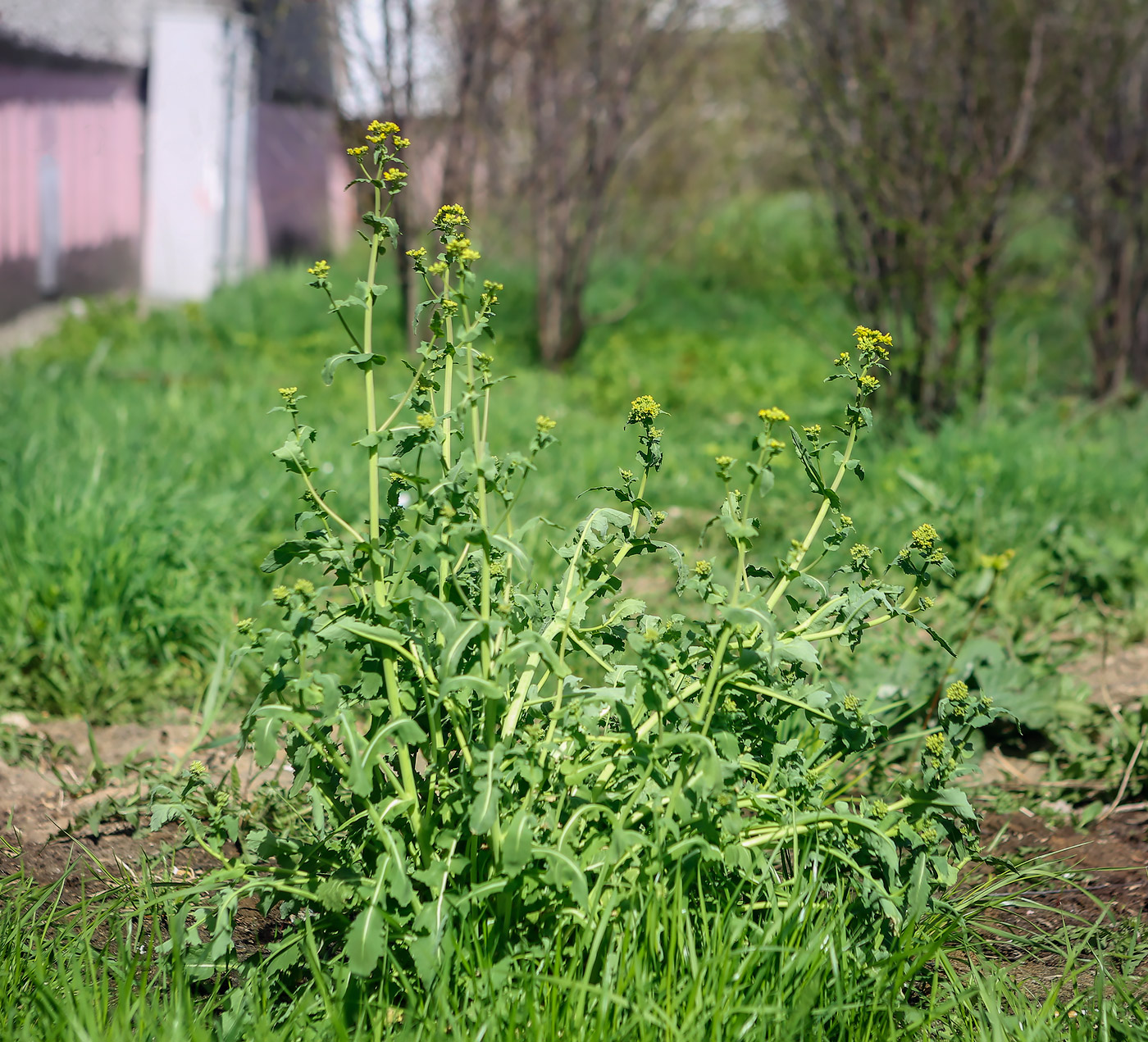 Изображение особи Brassica napus.