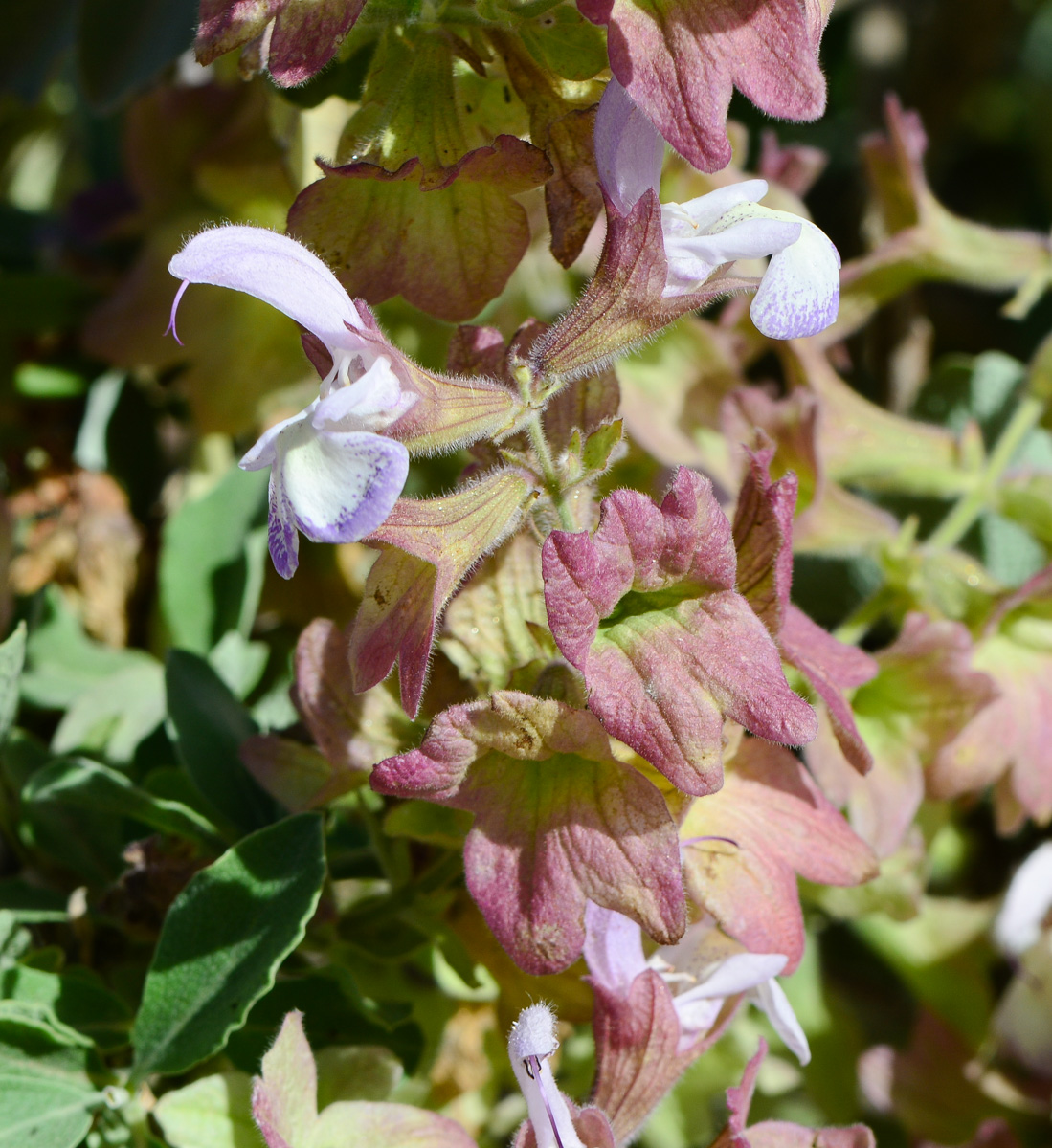 Изображение особи Salvia dolomitica.