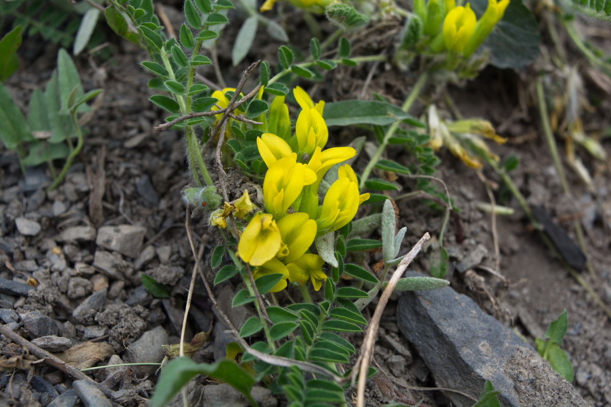 Изображение особи род Astragalus.