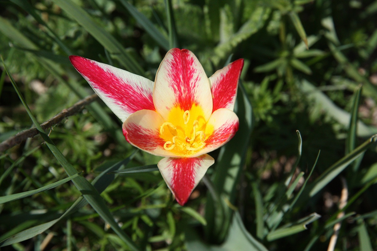 Изображение особи Tulipa berkariensis.