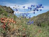 Delphinium longipedunculatum. Цветущее растение. Южный Казахстан, сев. макросклон зап. части Киргизского хр., ущ. Шошкалы, ≈ 1000 м н.у.м., каменистый склон южной экспозиции. 7 июня 2020 г.