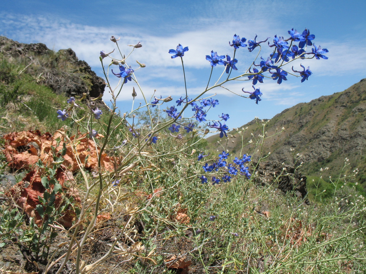 Image of Delphinium longipedunculatum specimen.