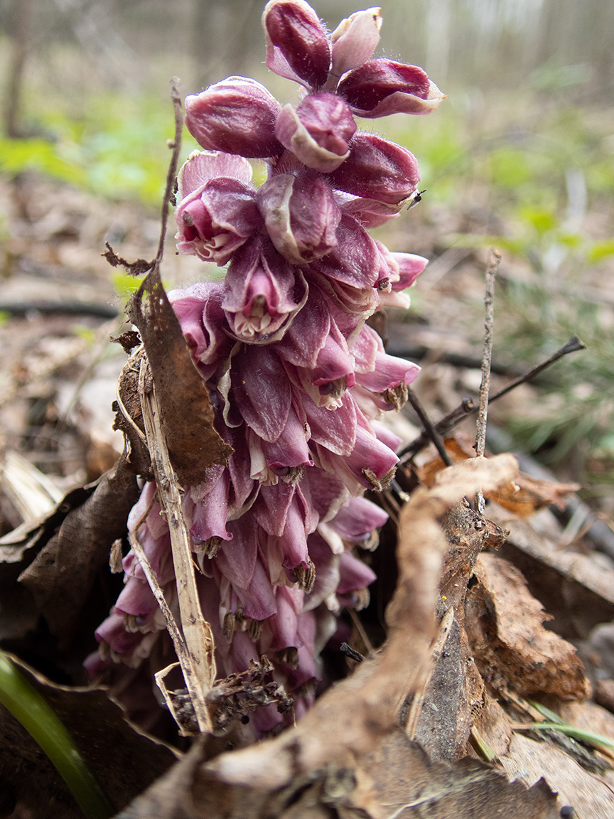 Image of Lathraea squamaria specimen.