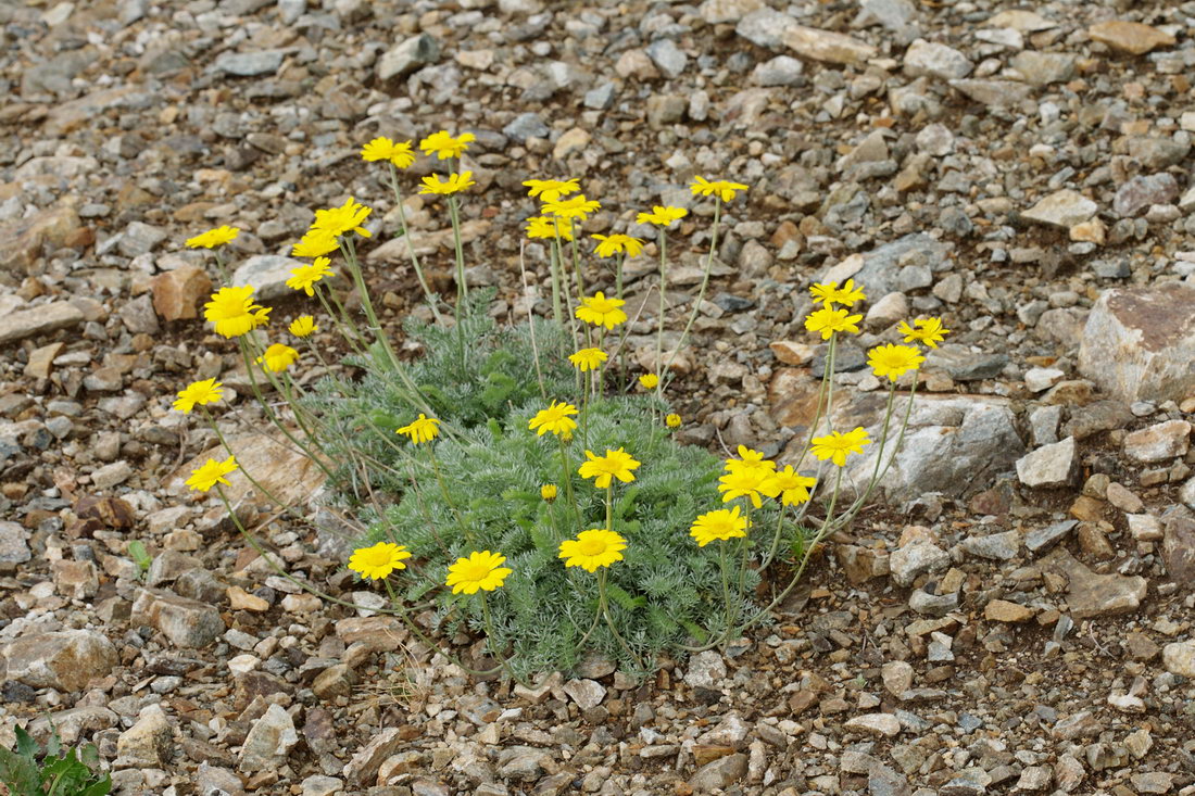 Image of Anthemis marschalliana ssp. pectinata specimen.