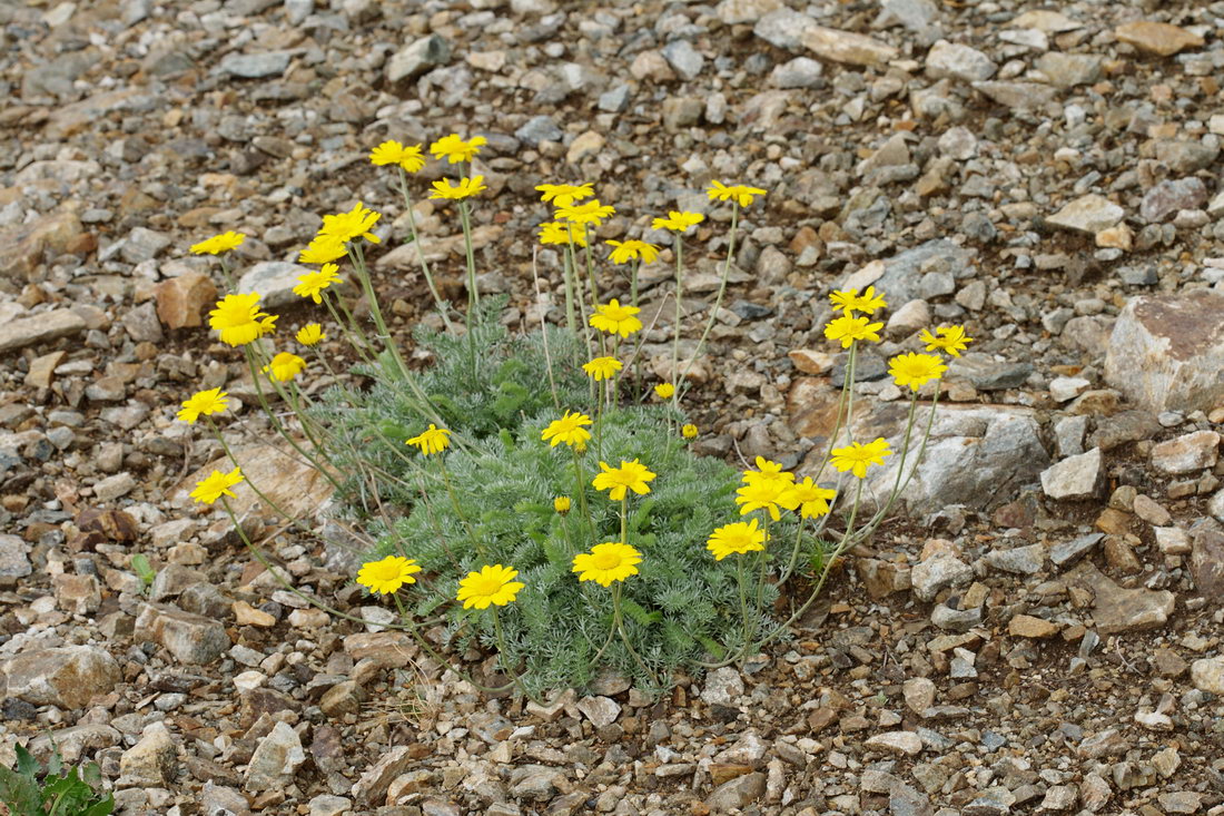 Изображение особи Anthemis marschalliana ssp. pectinata.